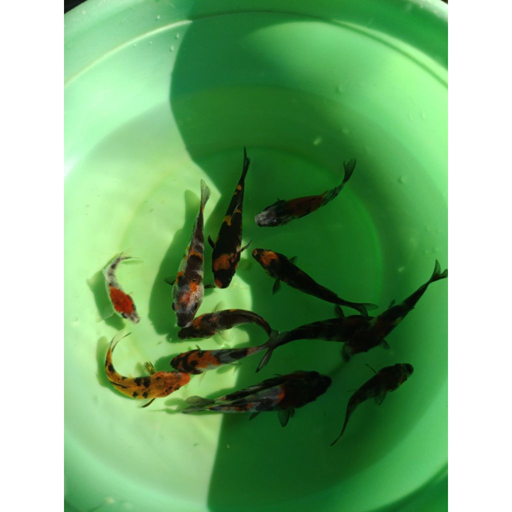 koi Naruto ori 3 ekor/gunakan jasa kirim POS