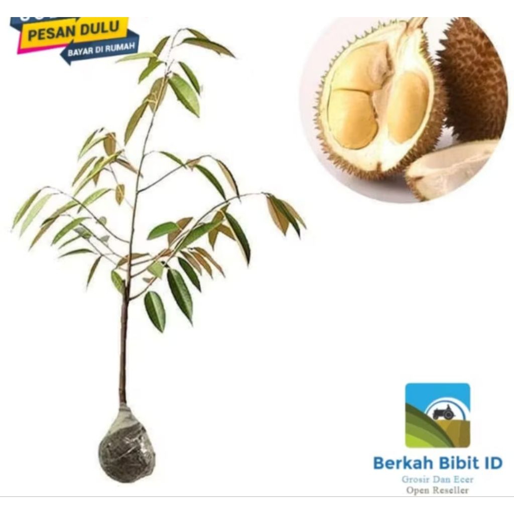 

bibit tanaman durian d24 super unggul