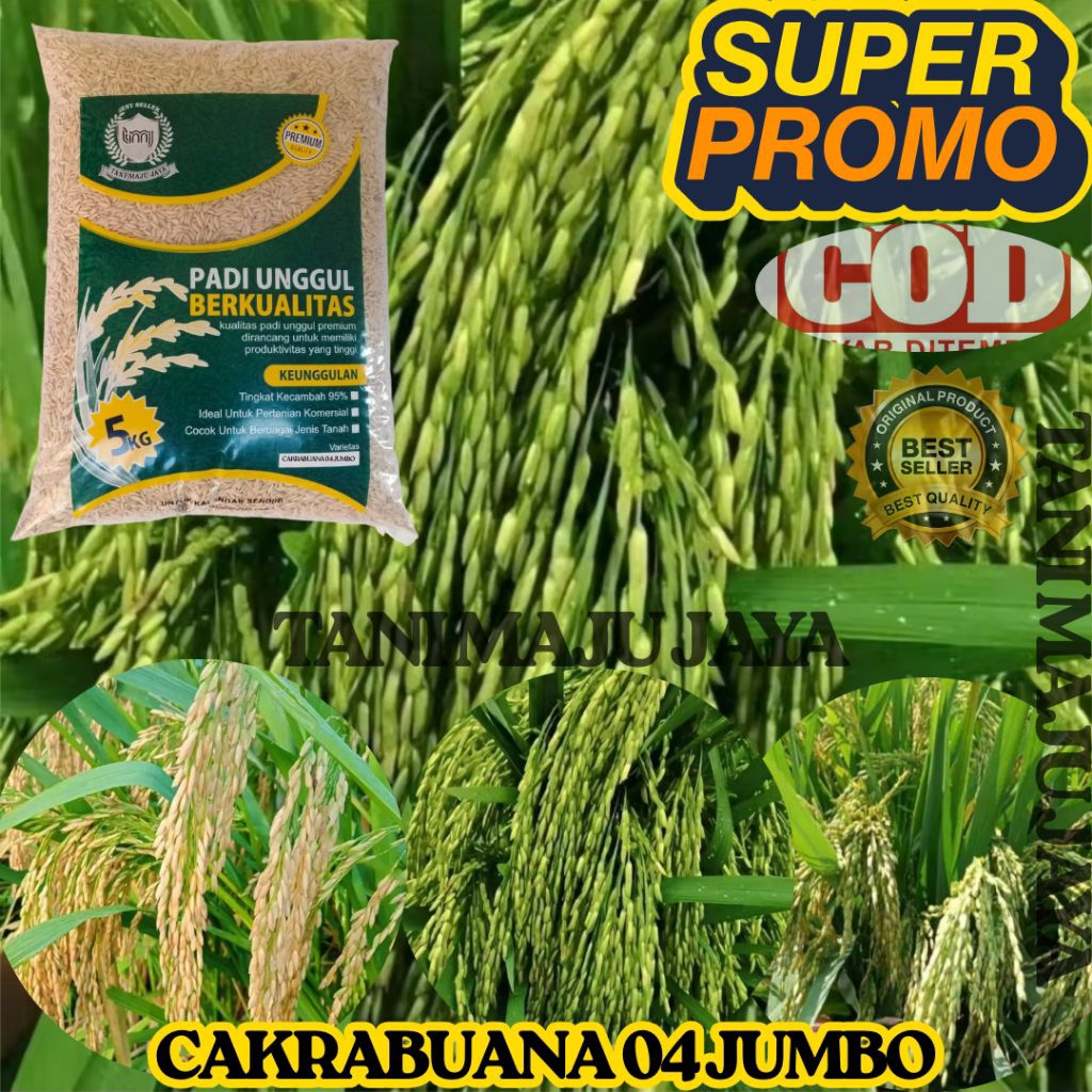SUPER PROMO 10 KG BIBIT PADI BENIH PADI UNGGUL VARIETAS CAKRABUANA 04 JUMBO KEMASAN 5 KG