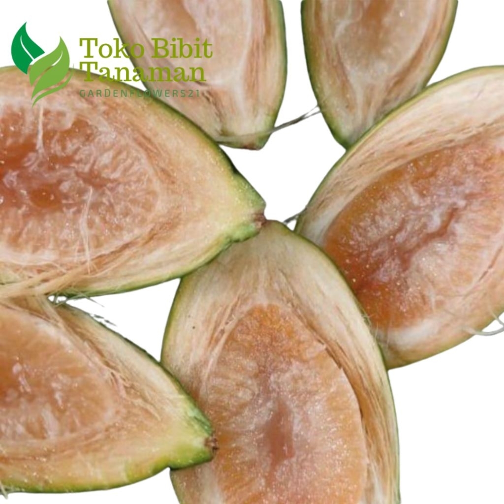 

BUAH PINANG MUDA SEGAR 1KG