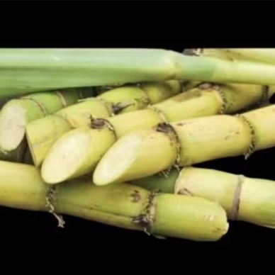 

Bibit stek tebu kuning tebu manis