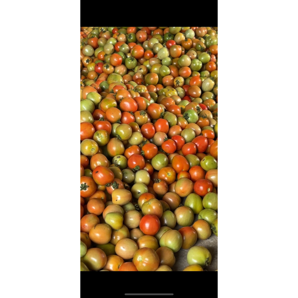 

TOMAT FRESH 1KG LOKAL KEDIRI JUICY