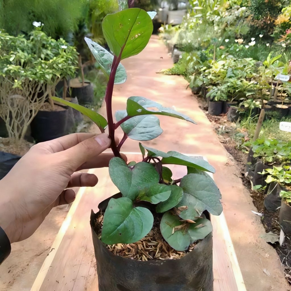 Tanaman herbal binahong merah - pohon binahong merah