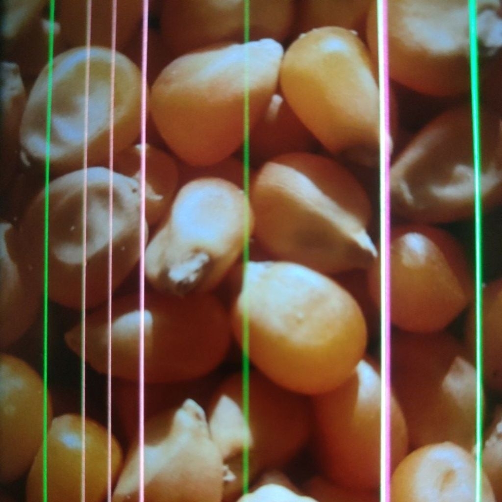 jagung pipil jagung oc jagung pakan ternak jagung pakan ayam