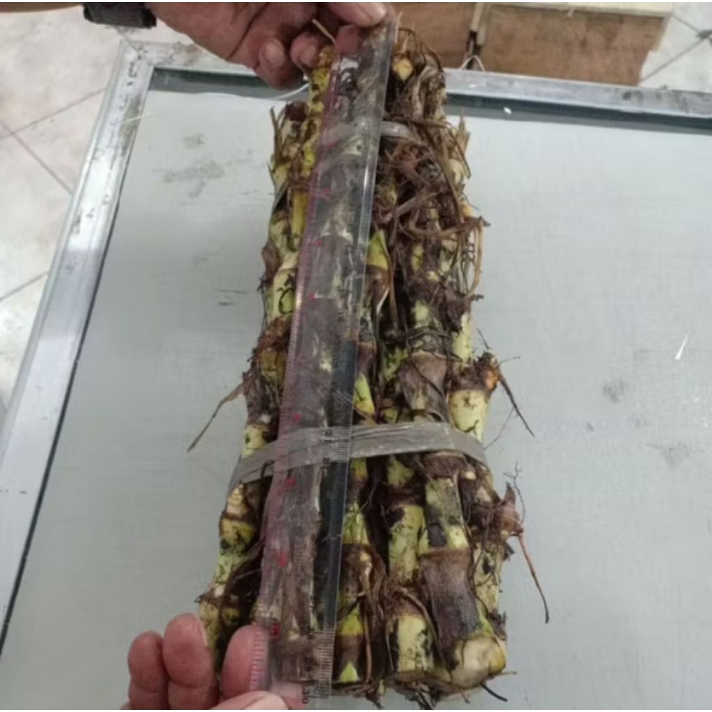 

bibit odot panjang 30cm 1kg