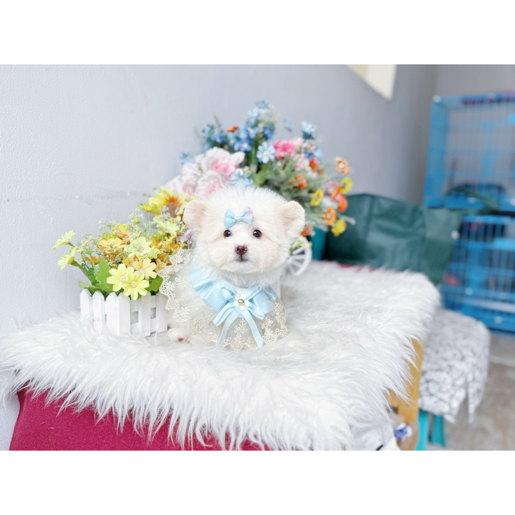 teacup poodle super cebol pointed ear teddy bear face bulu tebal