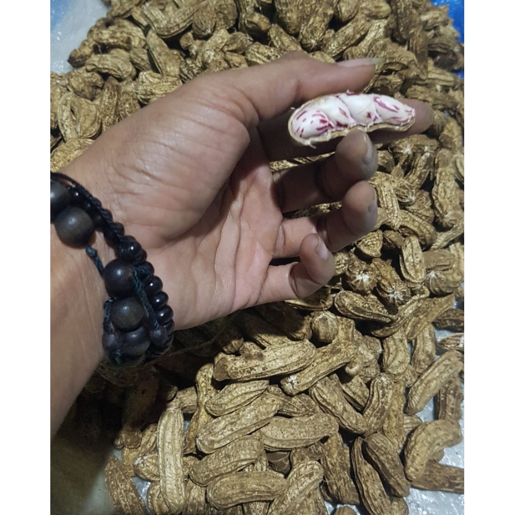 

Kacang Madu Lurik |1kg | Mentah | Fresh