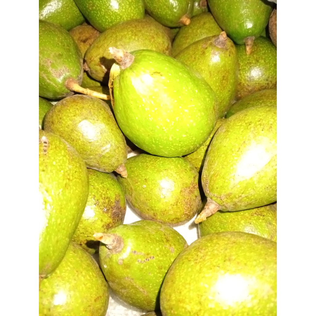 

alpukat ukuran sedang harga per 1kg