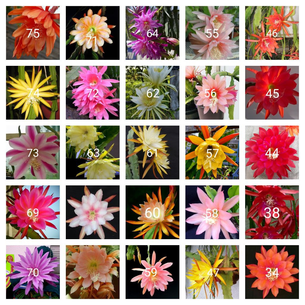 Tanaman hias gantung Wijaya Kusuma paket 25 macam jenis bunga