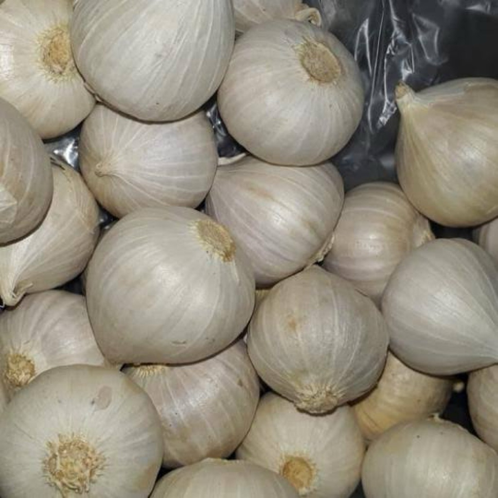 

Bawang Putih Tunggal Bagus Original Banyak Manfaat Kesehatan
