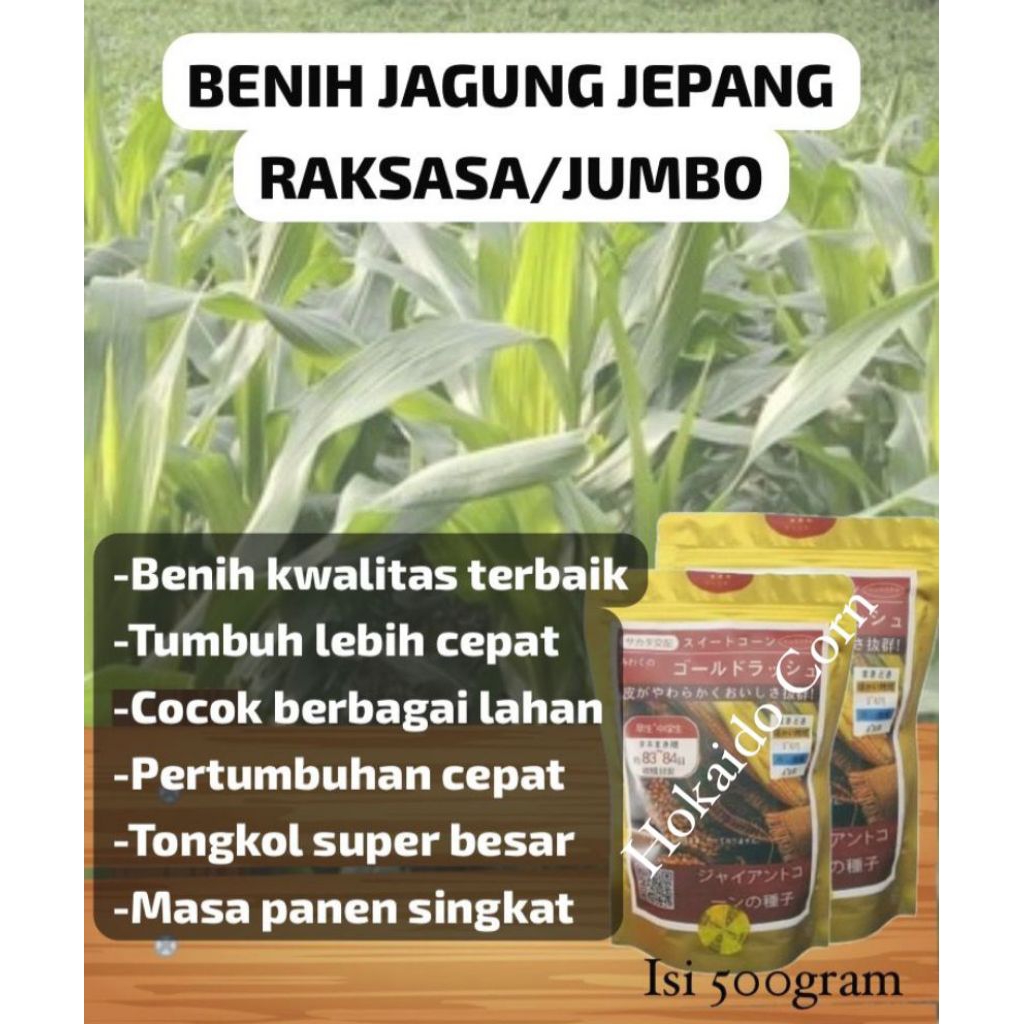 Benih Jagung Jepang Raksasa @ 500 gram