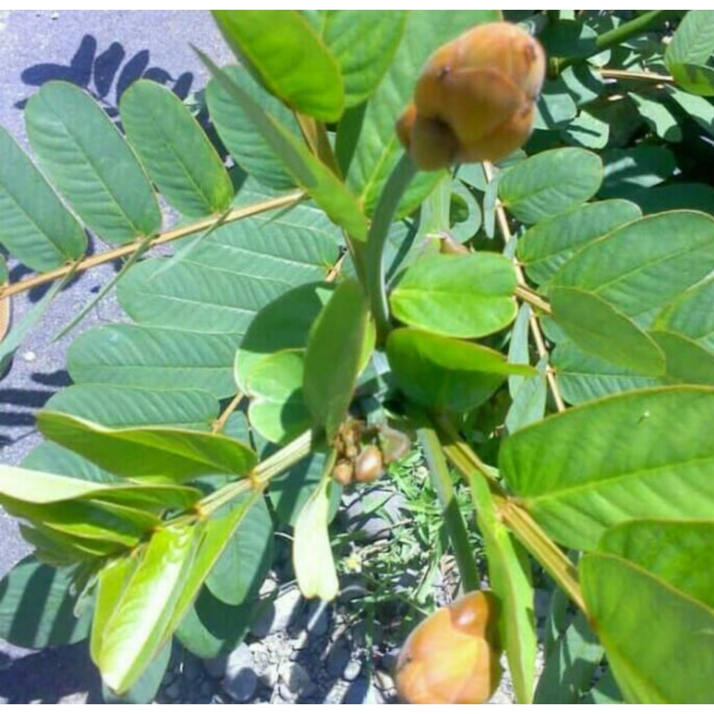 

daun ketepeng china/kimanila 100 lembar