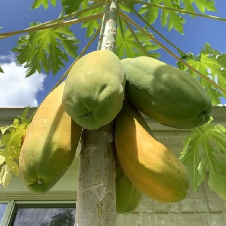 

buah carifornia tua segar siap kirim per 1 pcs