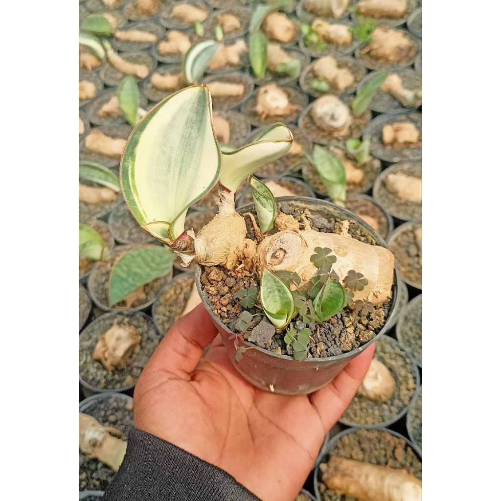 Sansevieria Masoniana Mini Bongolan