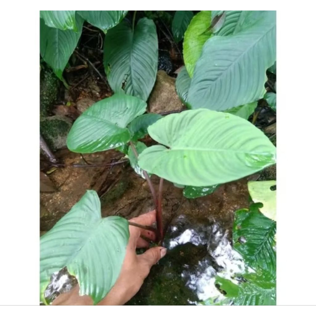 TANAMAN Hias Talas Cariang merah