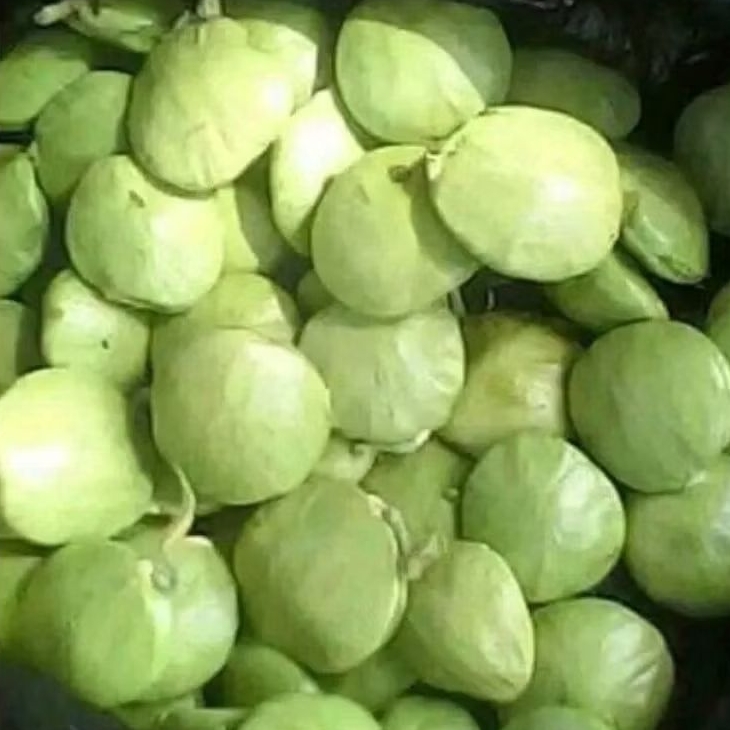 

lalapan jengkol muda segar (sudah di kupas) 500 gram