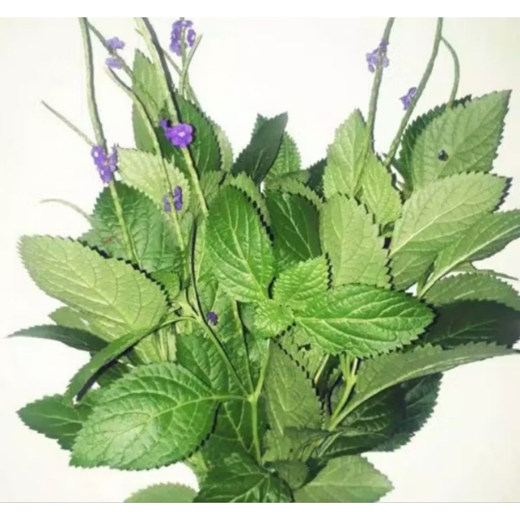 

Daun Jarong Segar 100 gram