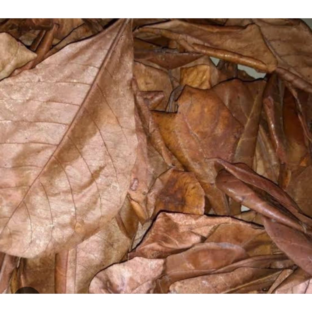 

daun ketapang kering original