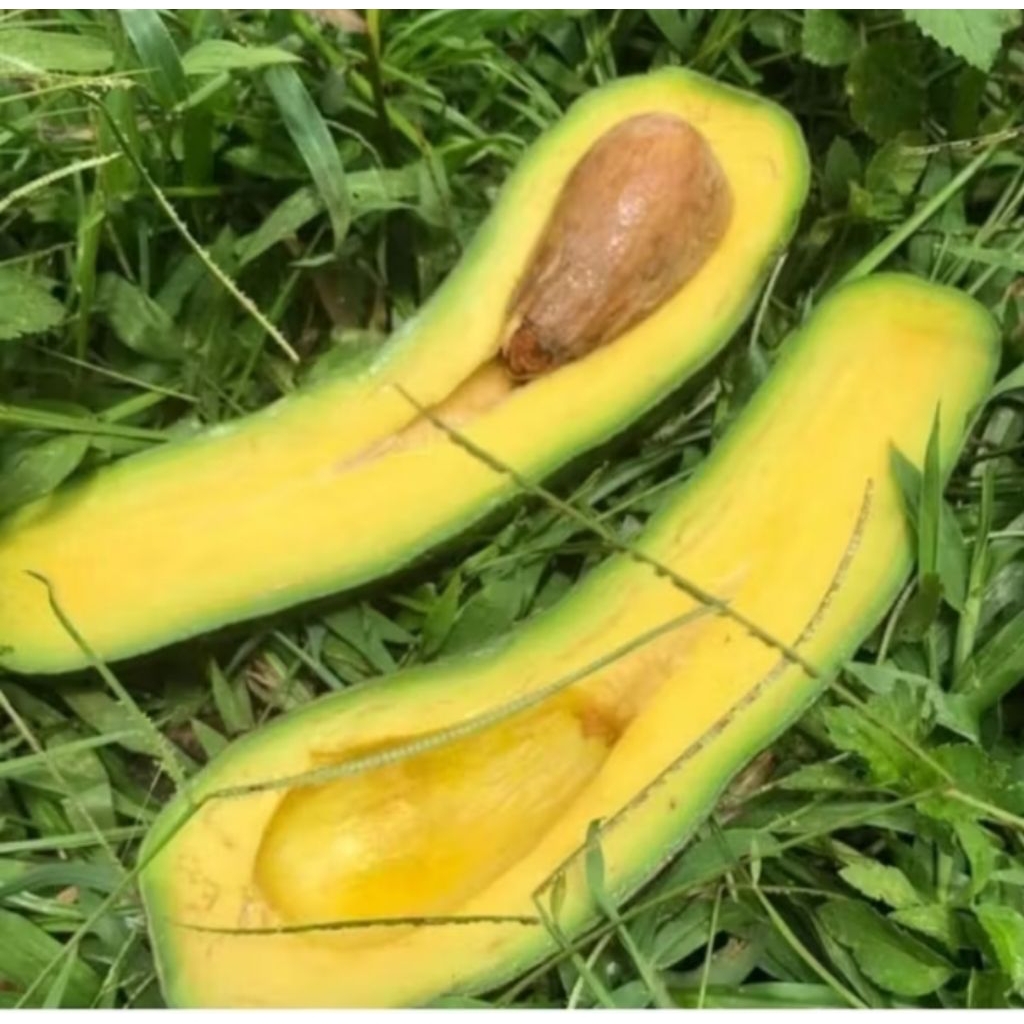 bibit tanaman buah alpukat MAJAPAHIT/KELUD/SUBANG okulasi terbukti pendek bisa berbuah