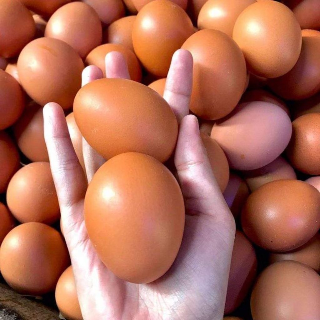 

250gr ayam negeri surabaya