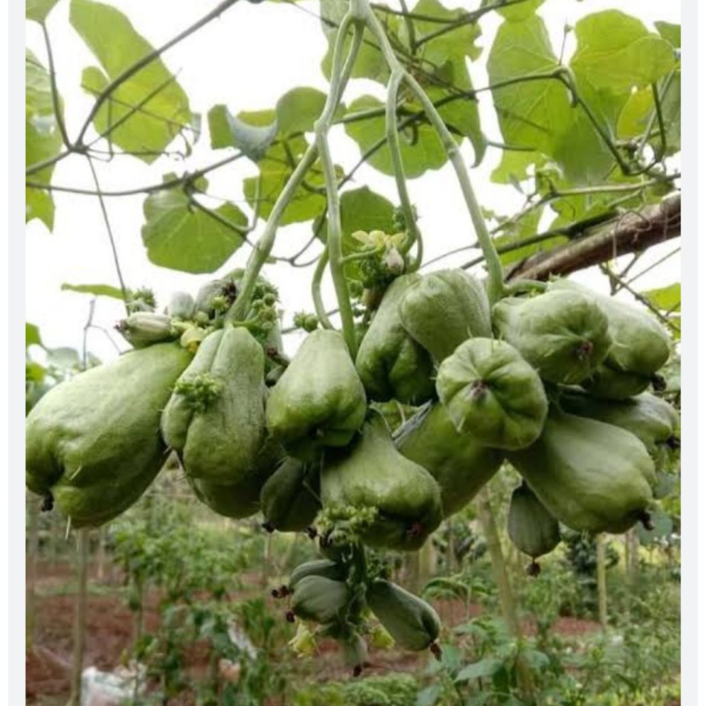 Bibit labu Siam anggur