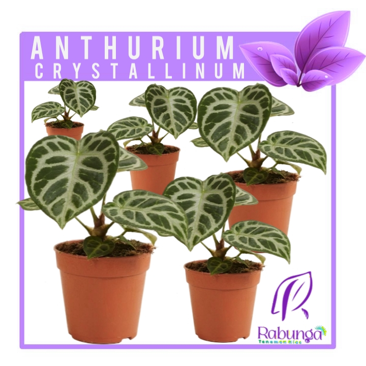 TANAMAN HIAS ANTHURIUM DORAYAKI SILVER> ANTHURIUM DORAYAKI SILVER>TANAMAN HIAS HIDUP>TANAMAN HIAS IN