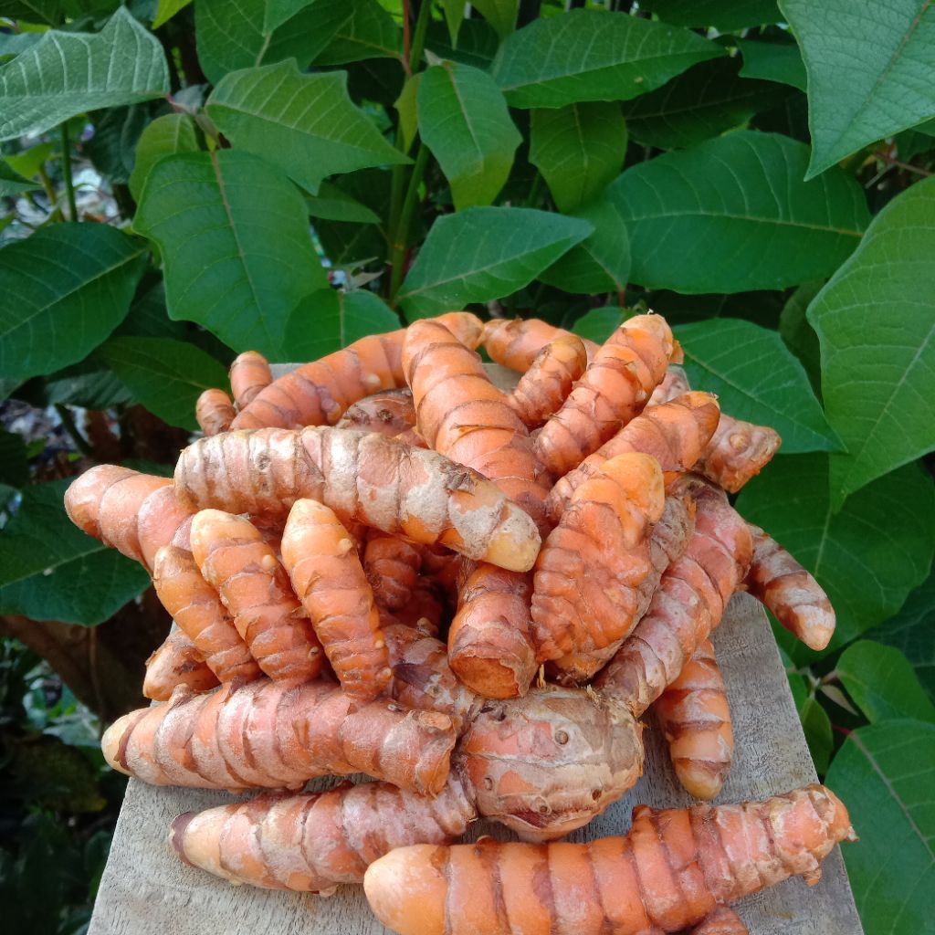 

Kunyit Segar Bumbu Masak 1kg