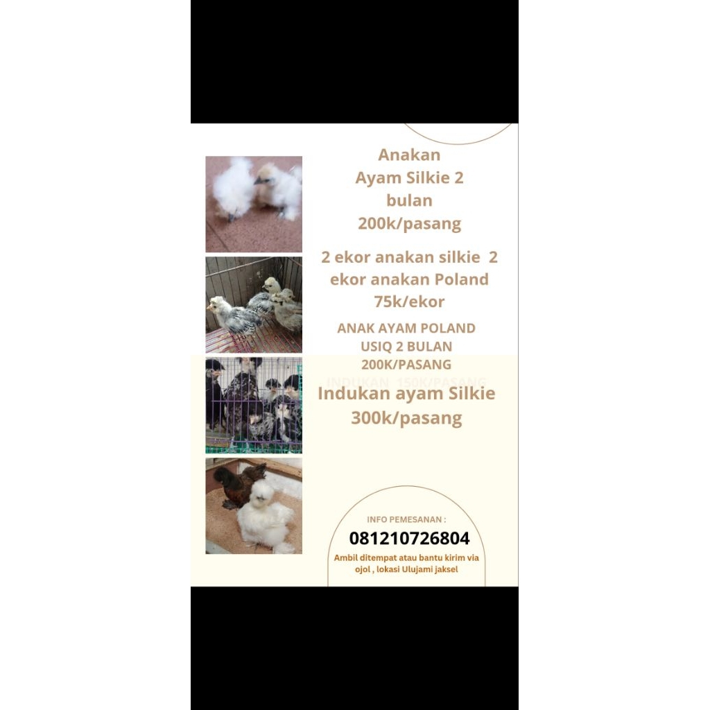 Anakan ayam poland dan silkie