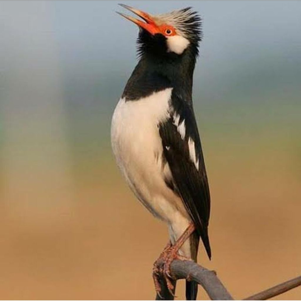 

telur jalak suren induk prestasi dijamin fertil siap tetas
