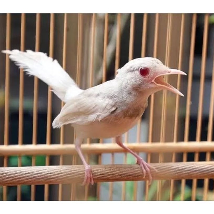 

telur murai batu albino dijamin fertil siap tetas(garansi original)