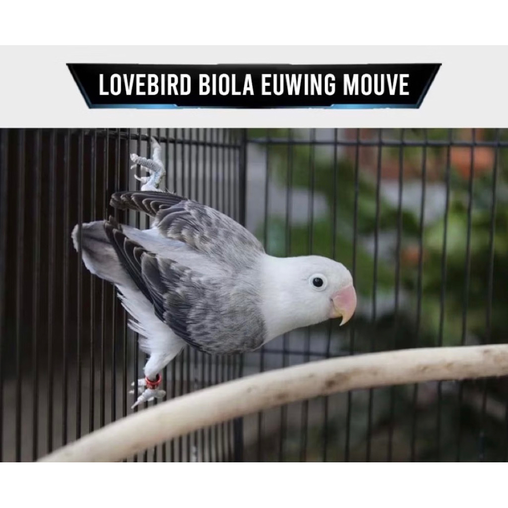 lovebird biola ewing move pilihan