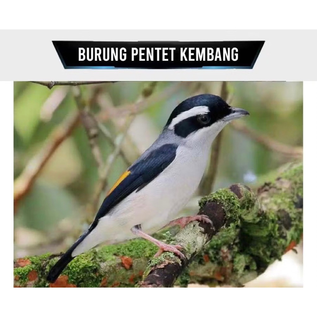pentet kembang pilihan jantan