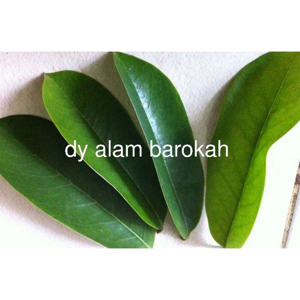 

daun sirsak hijau segar baru metik 100lembar