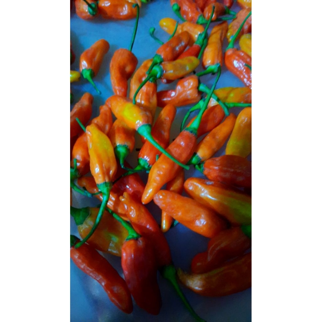 

Cabai rawit merah