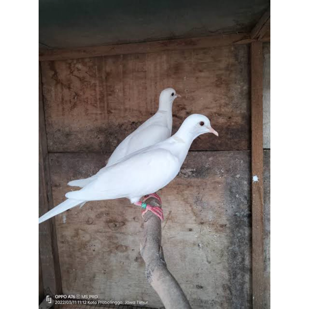 puter putih pilihan super bunyi