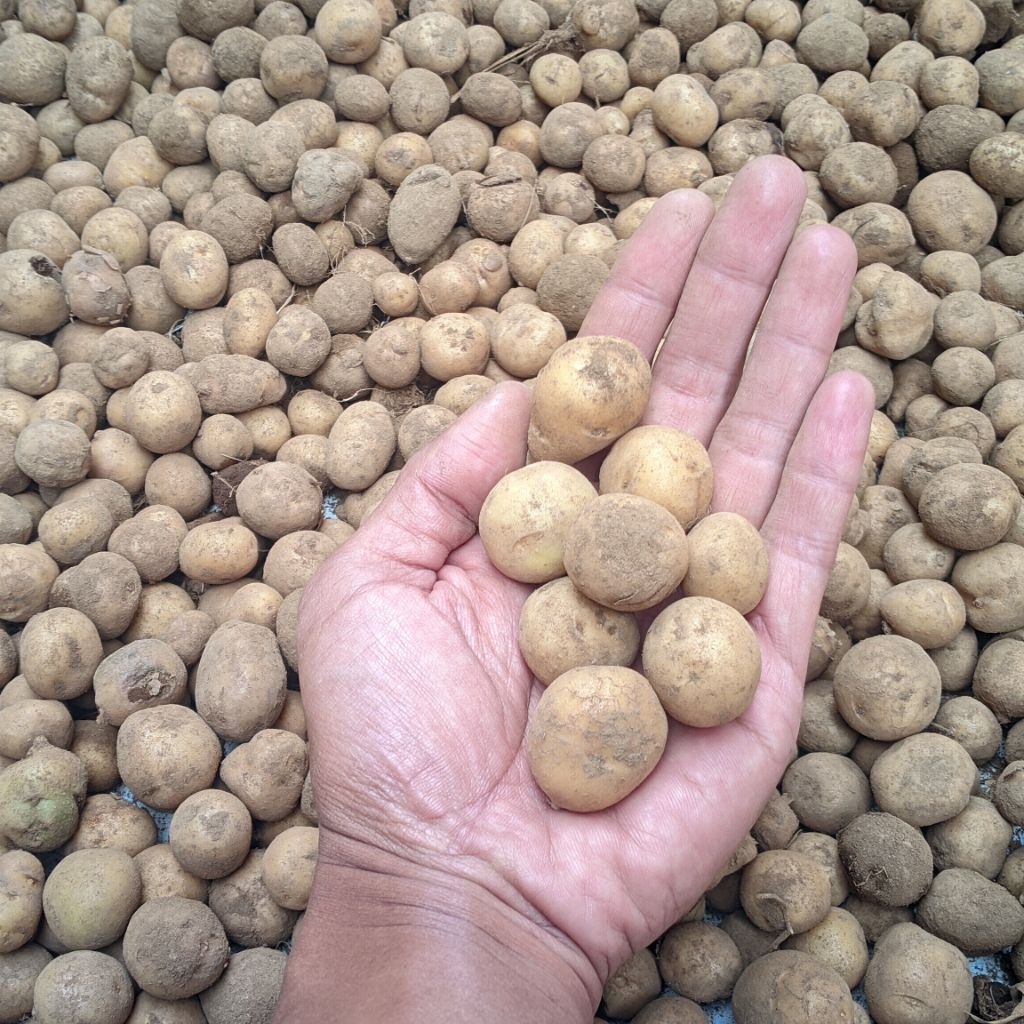 Kentang Dieng Mini/Baby Potato 1kg murah