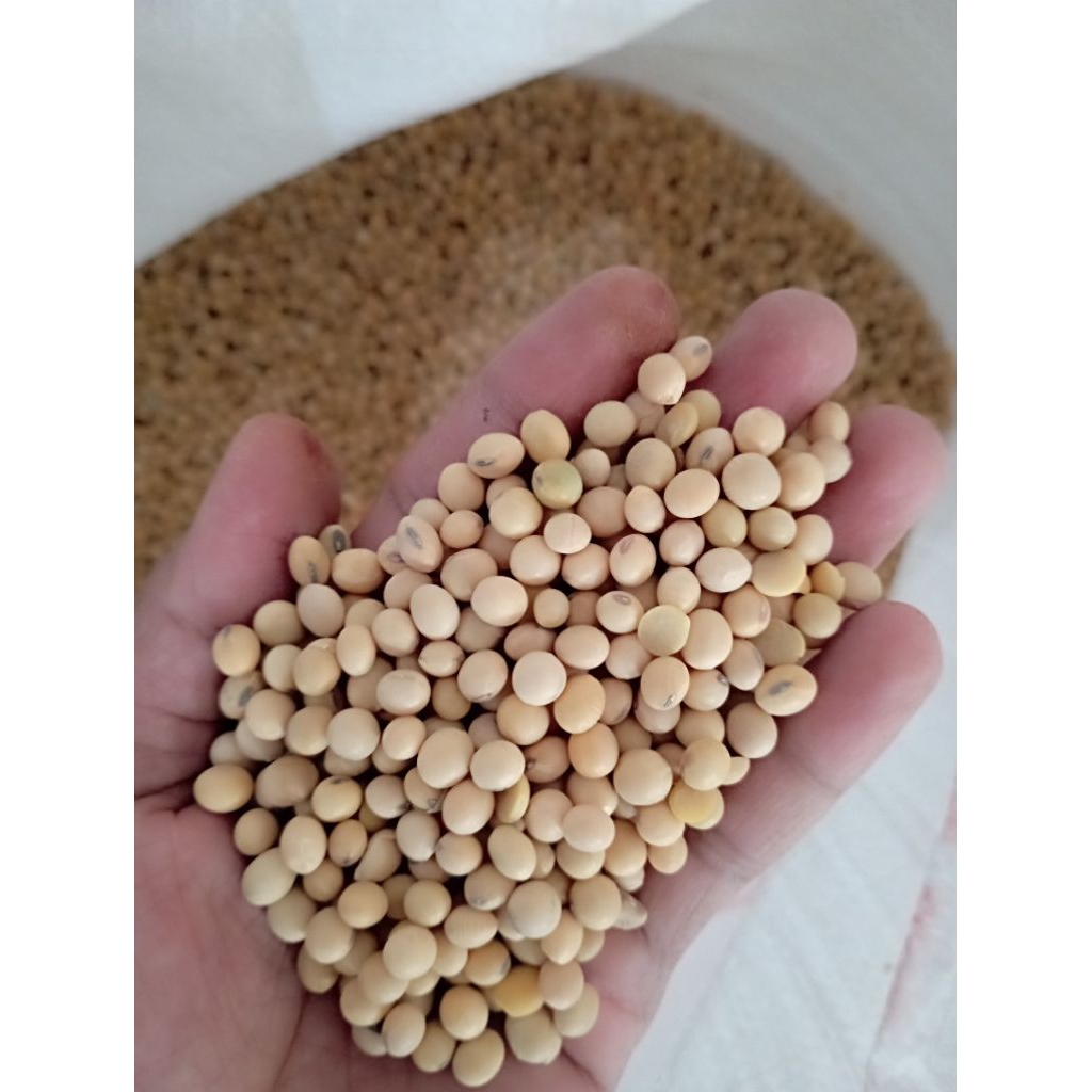 

grosir kacang kedelai 50kg