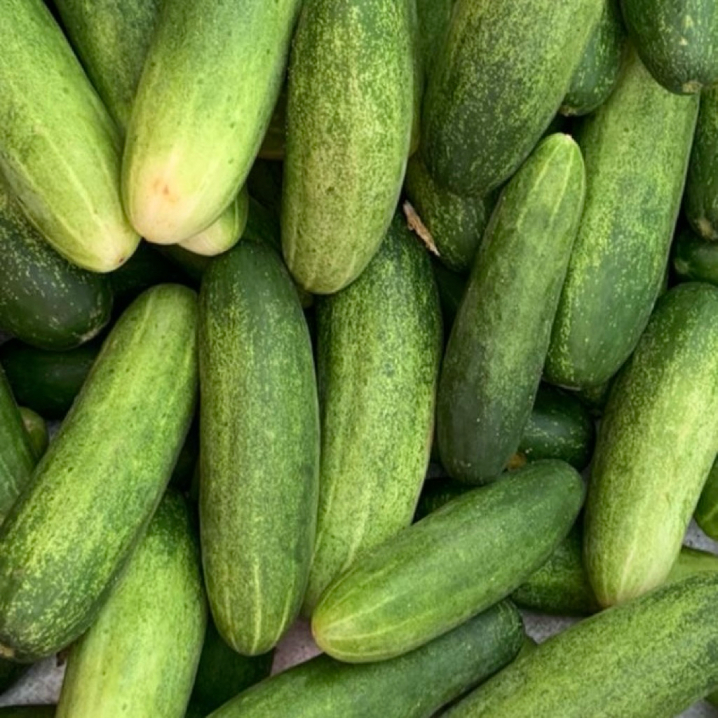 

Sayur Timun 1 KG Fresh