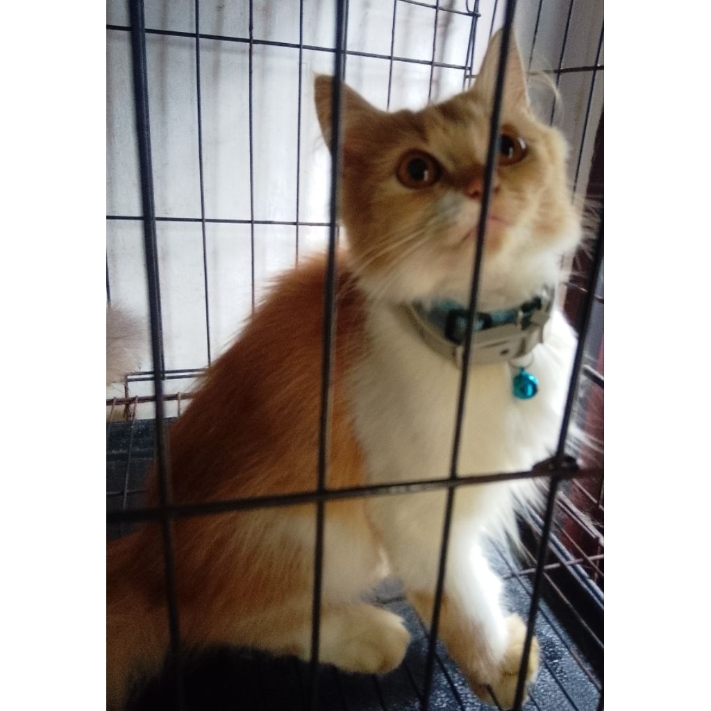 (KHUSUS INSTAN) READY KUCING KITTEN PERSIA USIA 3 BULAN