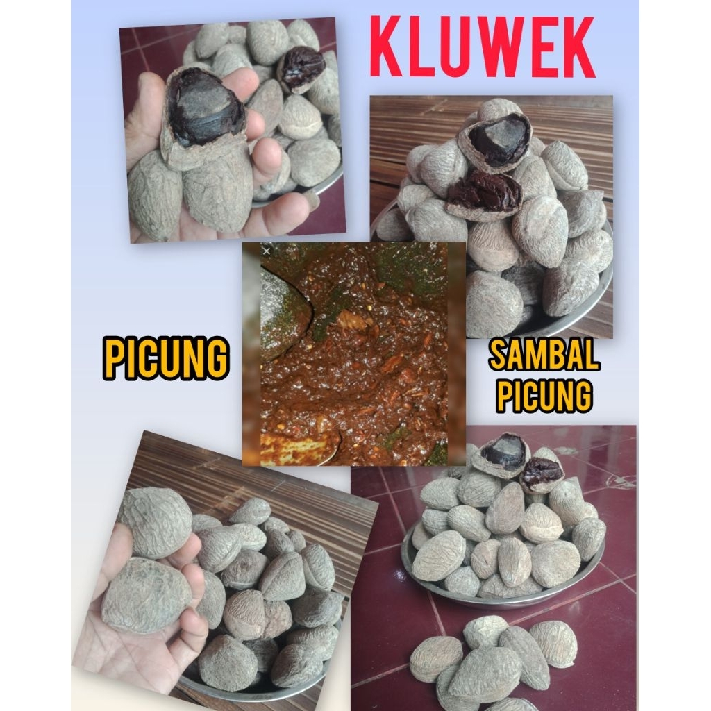 KLUWEK PICUNG ( PerButir ) kluwek bumbu rawon.kluwek bumbu tradisional.sambal picung