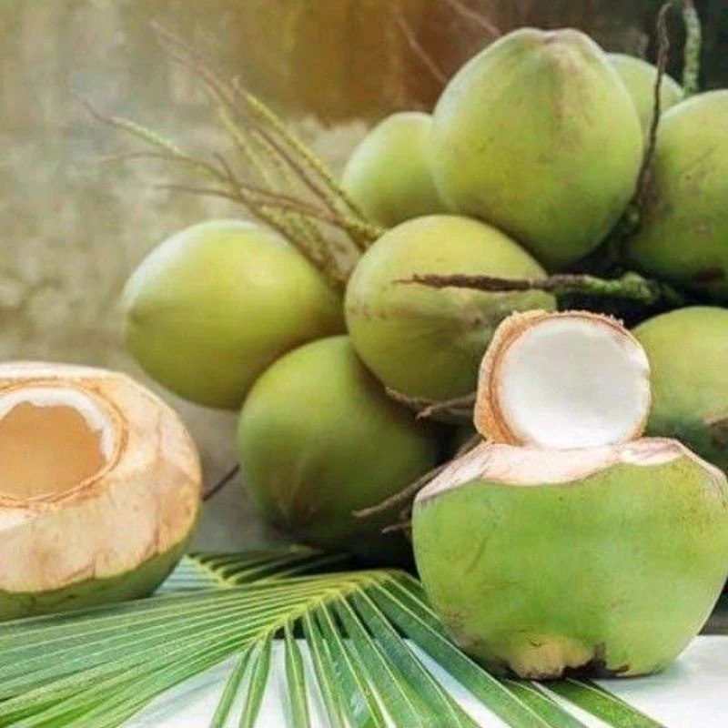 

Kelapa Muda (Degan) 1 Buah
