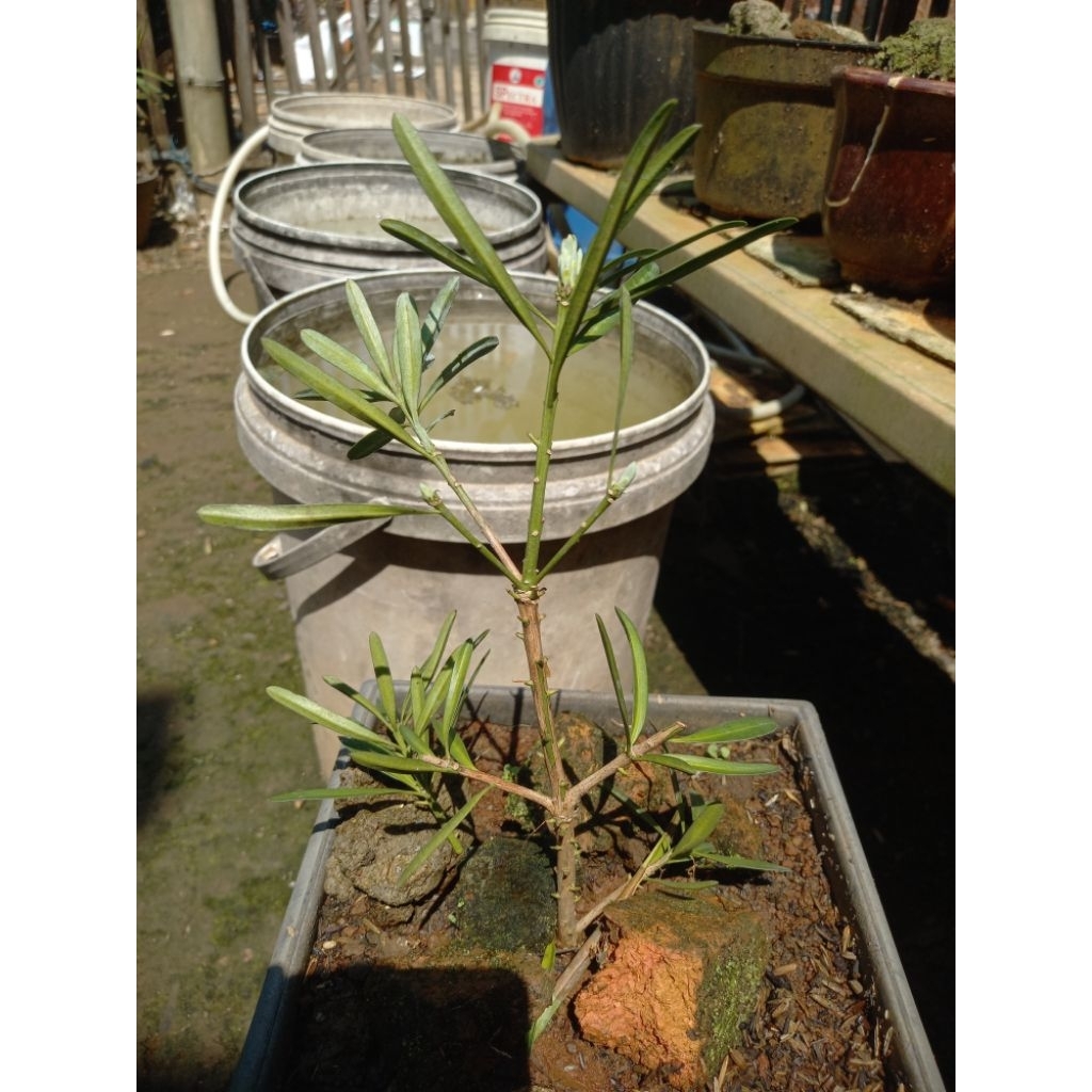 Lohansung Blue Ice ori / pucuk silver