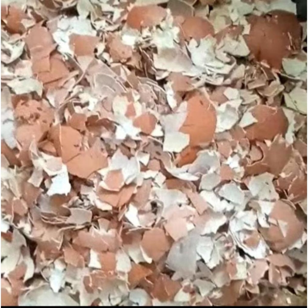 

cangkang telur 500gram