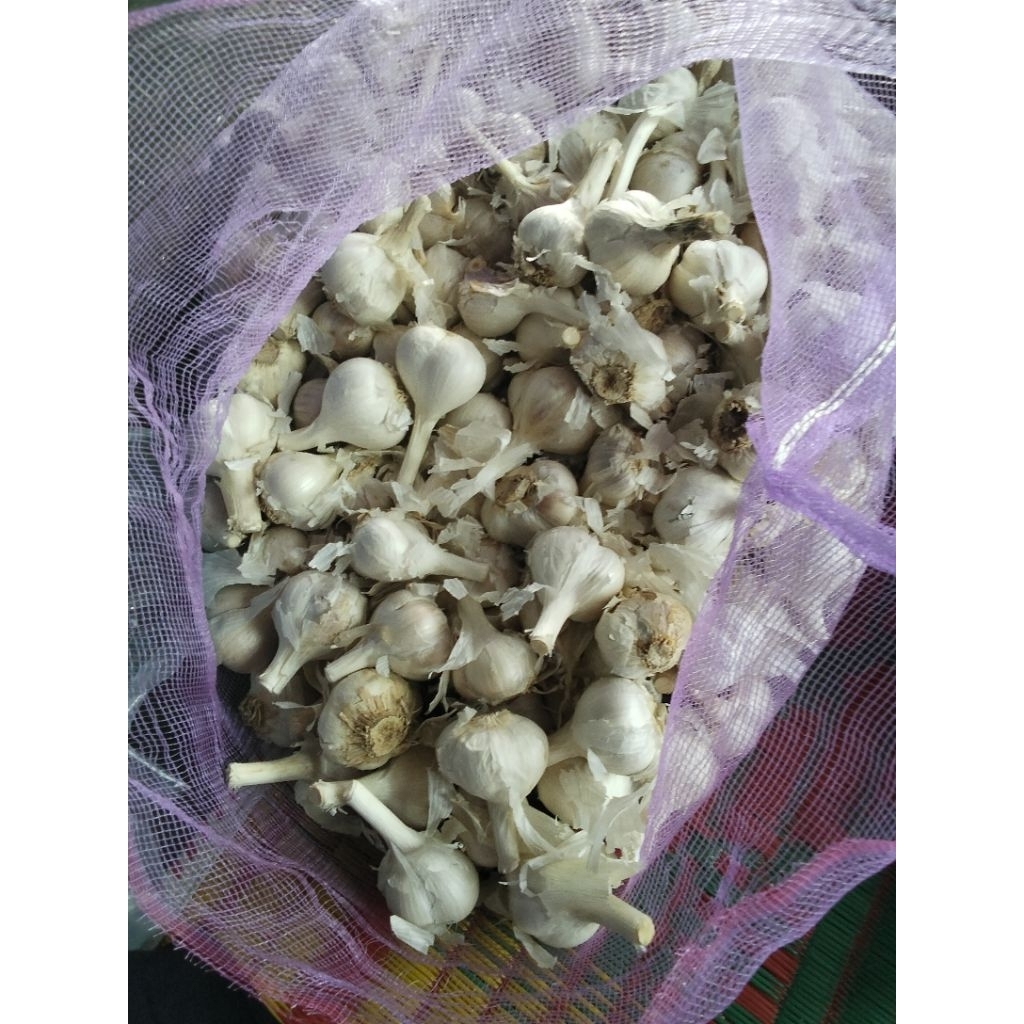 

bawang putih kating 1 kg