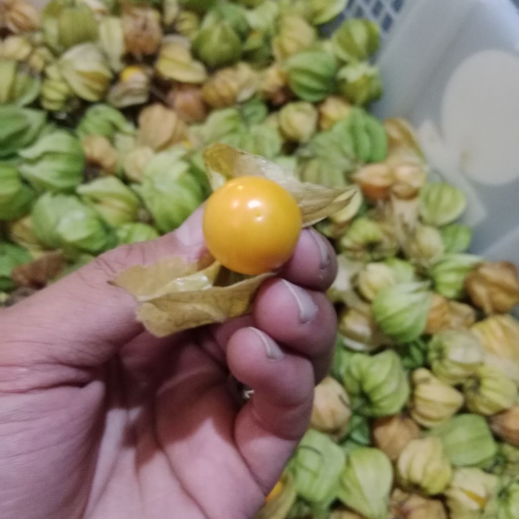 

BUAH CIPLUKAN SUPER FRESH