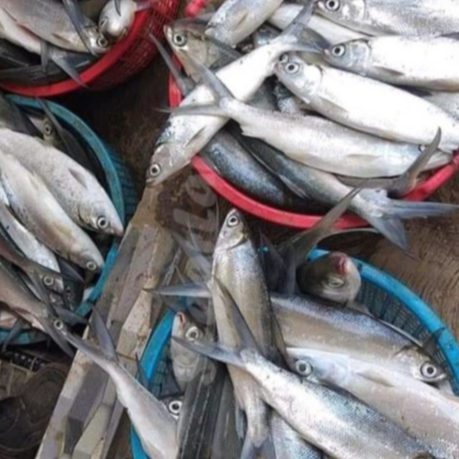 

Ikan Bandeng Segar 1Kg Ikan Bandeng Utuh