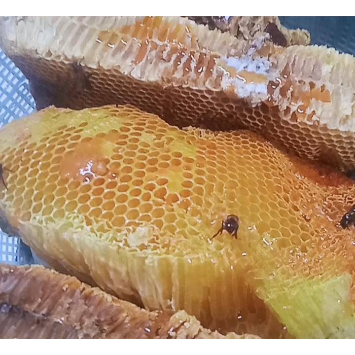 

Madu Murni Asli Nektar Multiflora 100% Alami Pure Natural Raw Honey Best Honey Madu Multiflora