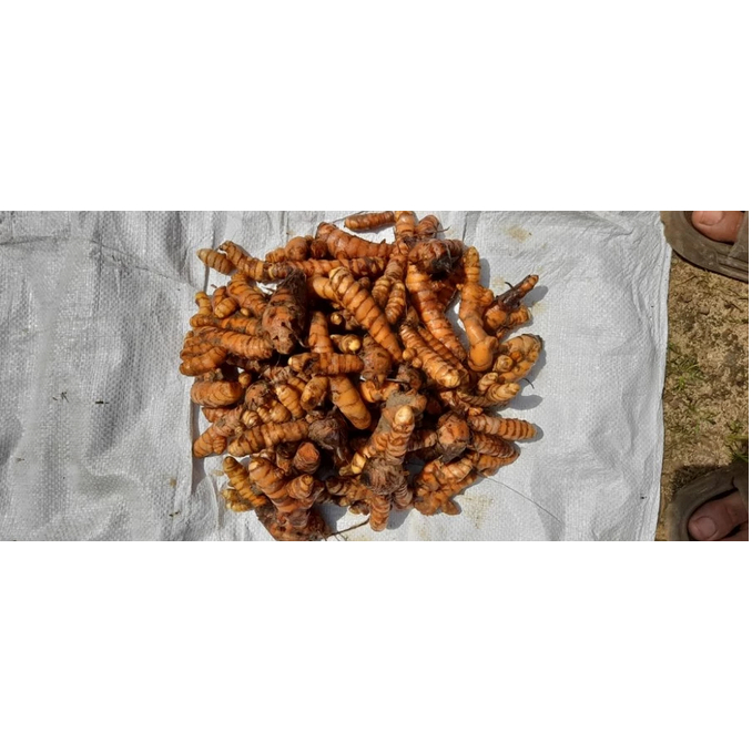 

Kunyit kuning langsung dari kebun