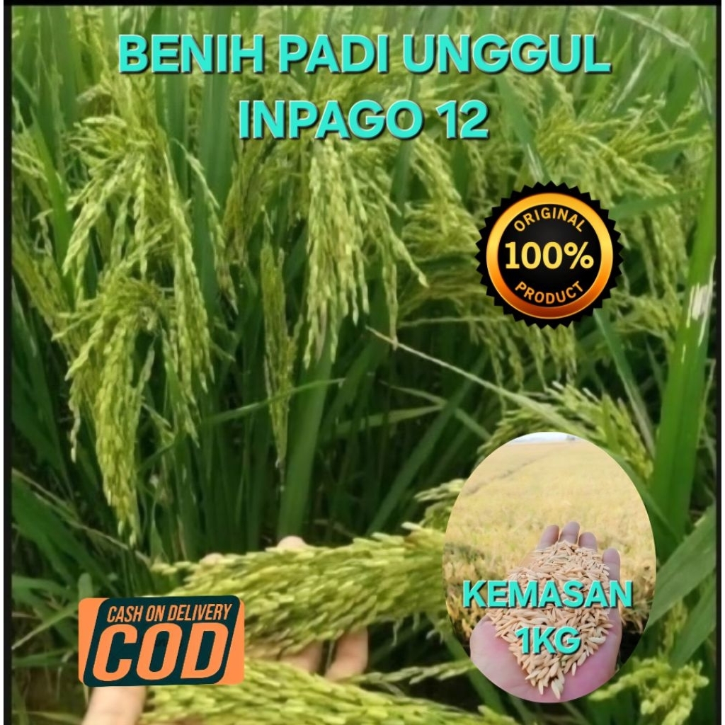 BENIH PADI UNGGUL INPAGO 12 AGRITAN KEMASAN 1KG