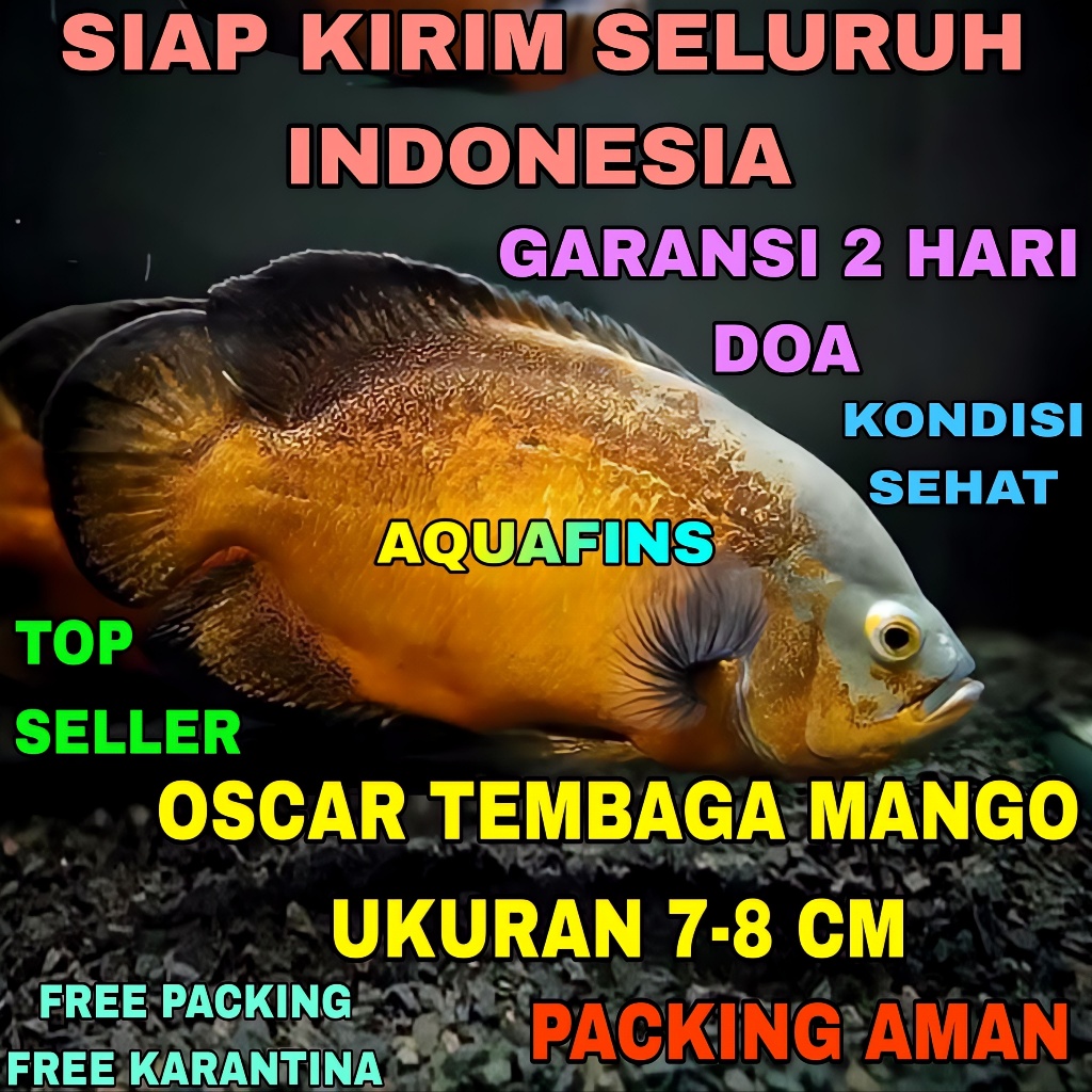 HIASAN CICHLID OSCAR TEMBAGA FIRE RED COPPER MANGO UKURAN 7-8 CM